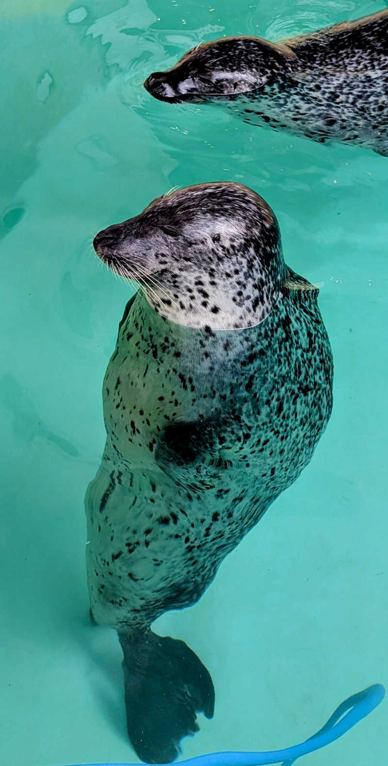 ▼・谷・▼パグ使い。さんの湯屋 FUROBAKKA(フロバッカ)のサ活写真