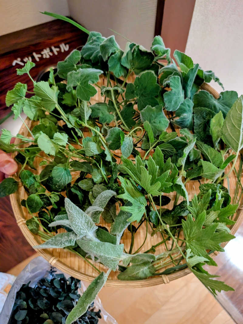 ▼・谷・▼パグ使い。さんの陽だまりの湯のサ活写真