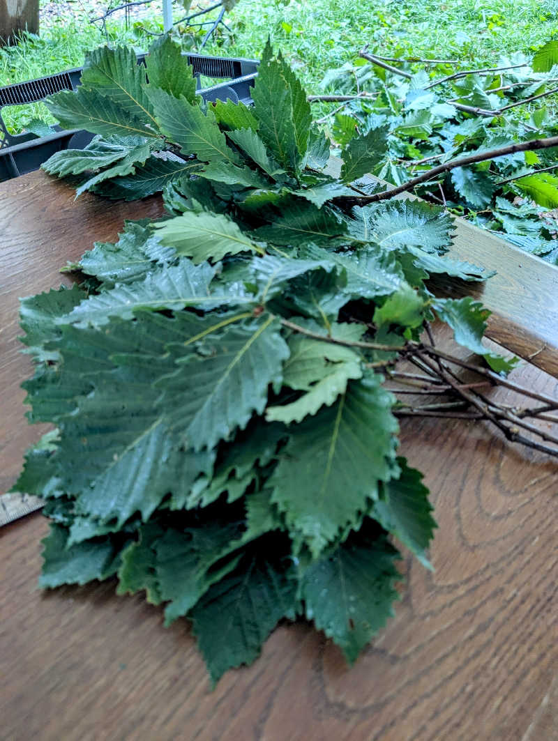 ▼・谷・▼パグ使い。さんのSAUNA TEN            "Birch and cloud forest"のサ活写真
