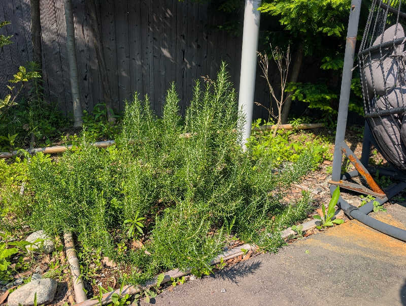 ▼・谷・▼パグ使い。さんの湯屋 FUROBAKKA(フロバッカ)のサ活写真