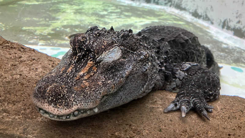 エビマヨさんの石花海のサ活写真
