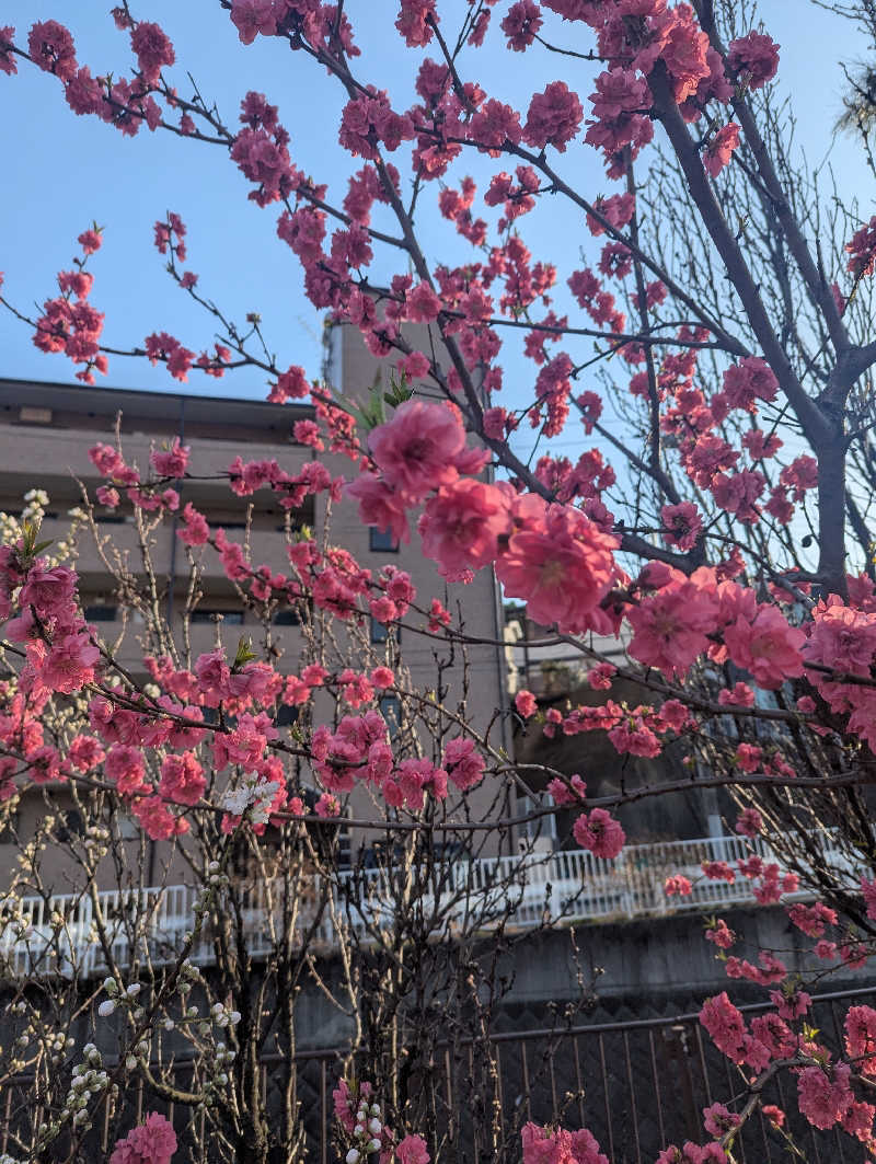 まるさんの天然温泉 満天の湯のサ活写真
