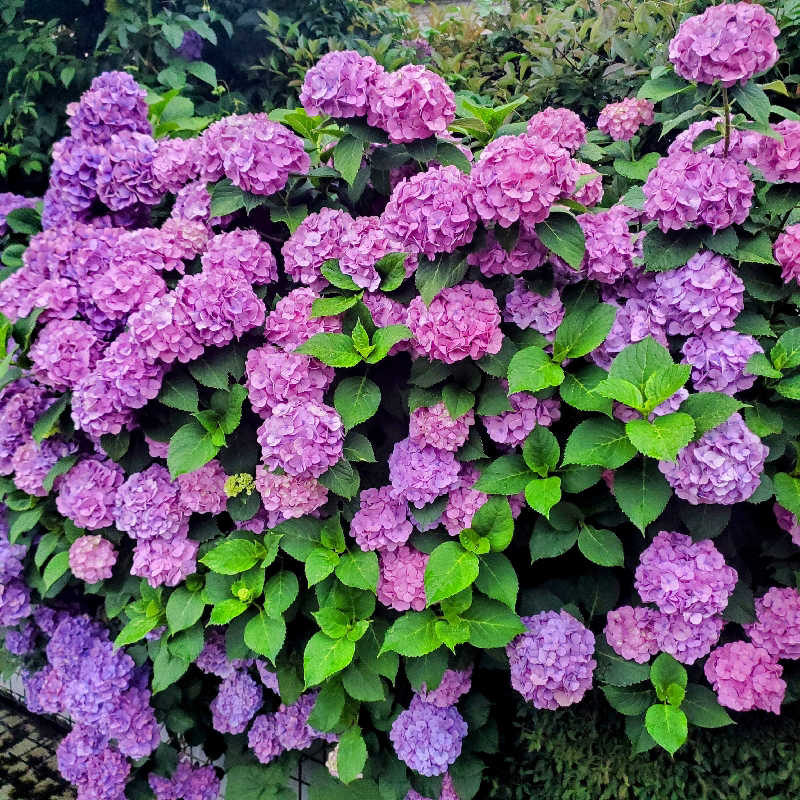 fuji36さんのいやさか湯のサ活写真
