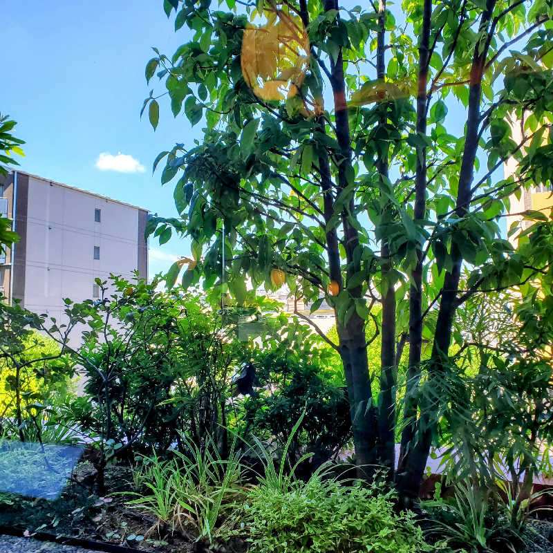 fuji36さんのセンター南温泉 湯もみの里のサ活写真