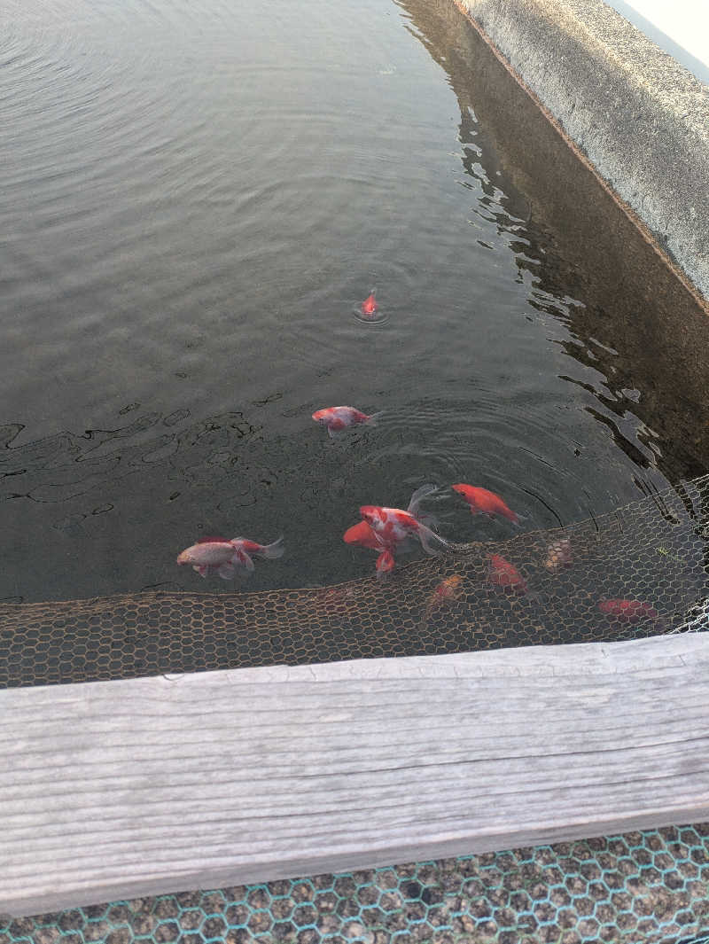しもひろさんのピュア涌泉寺のサ活写真