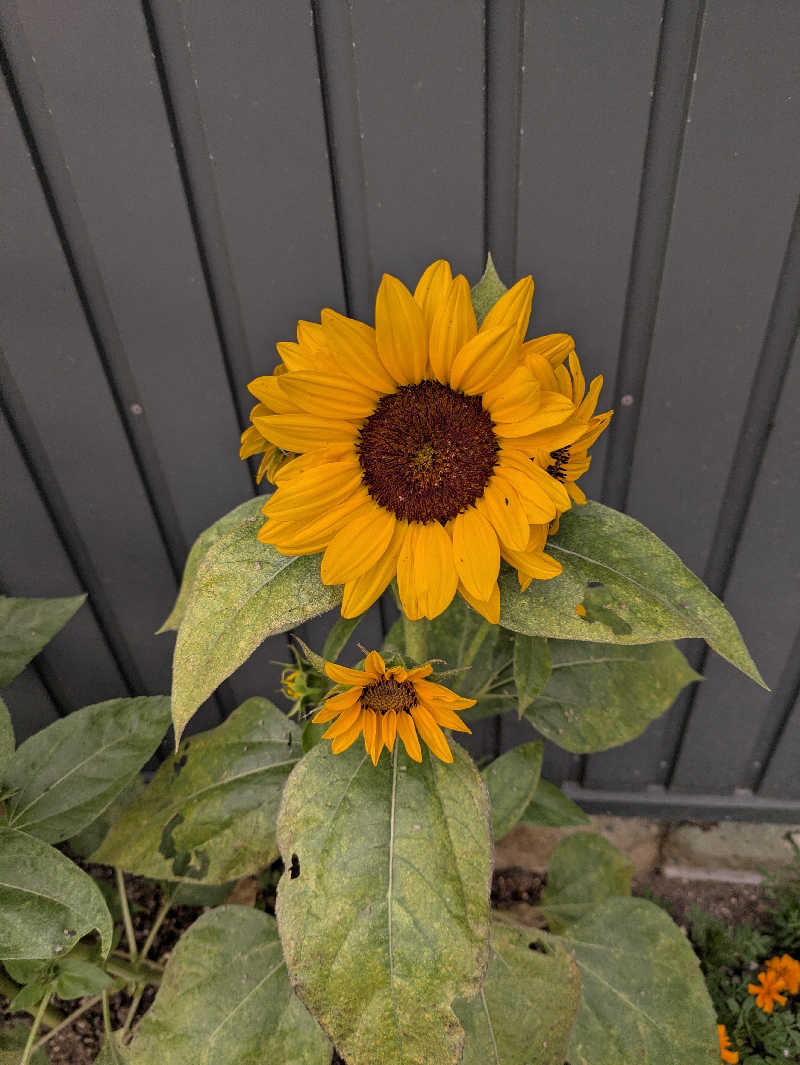 しもひろさんの今江温泉元湯のサ活写真