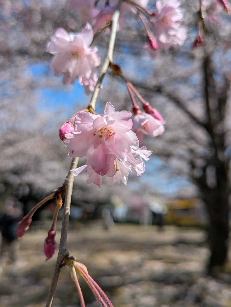 しもひろさんの白峰温泉 総湯のサ活写真