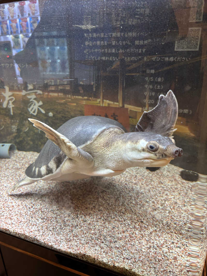 べべんちゃんさんの松本湯のサ活写真