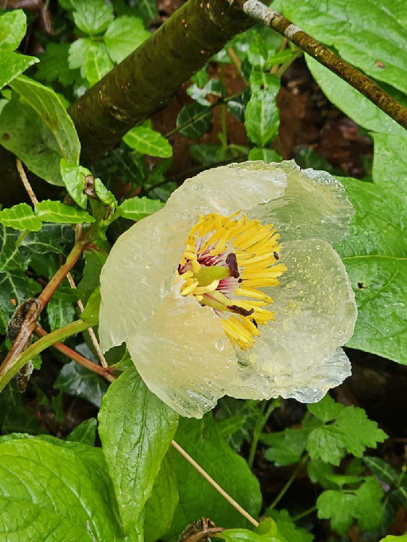 あたるさんの道の駅 願成就温泉のサ活写真