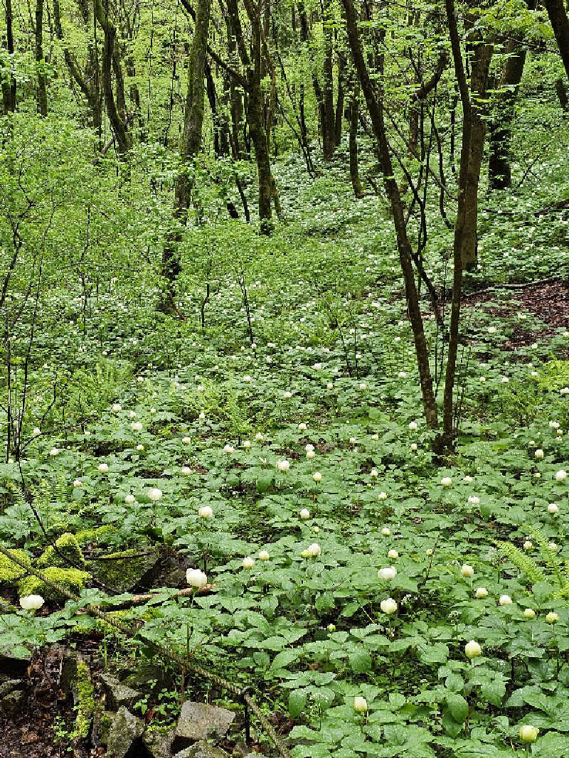 あたるさんの道の駅 願成就温泉のサ活写真