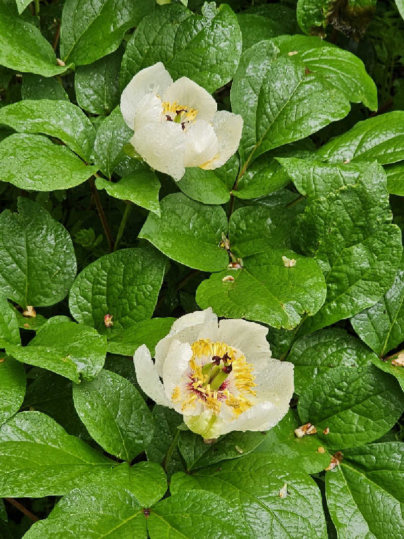 あたるさんの道の駅 願成就温泉のサ活写真