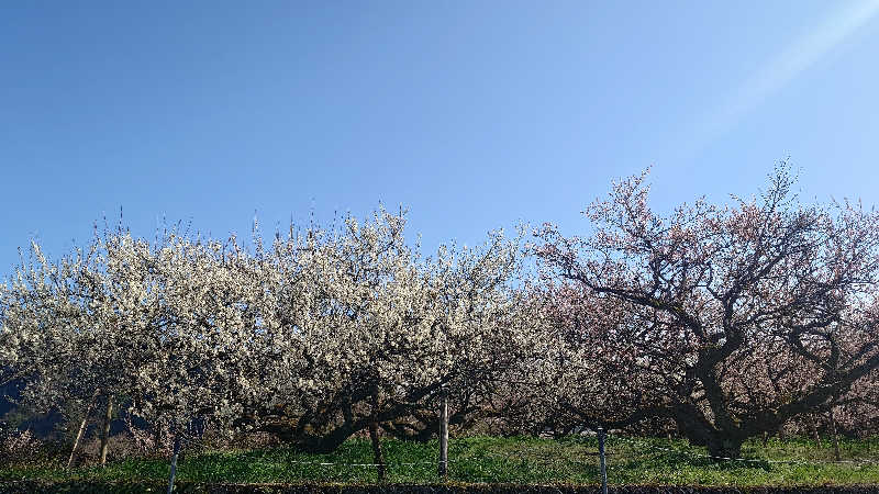 ヤスさんの日田温泉 ととの湯(はなの樹 RIVER TERRACE)のサ活写真
