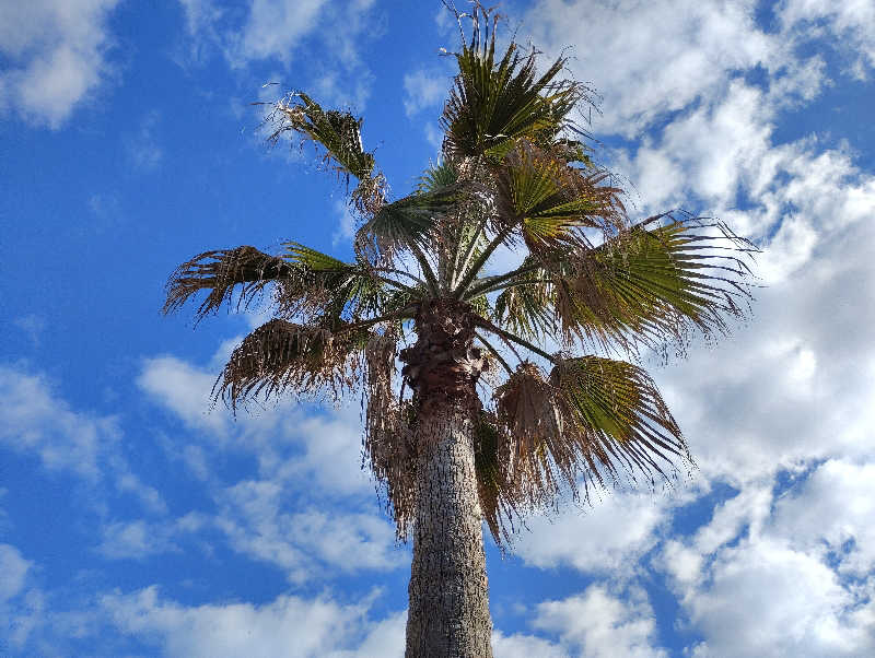お！メコン川！さんの湯楽の里 日立店のサ活写真