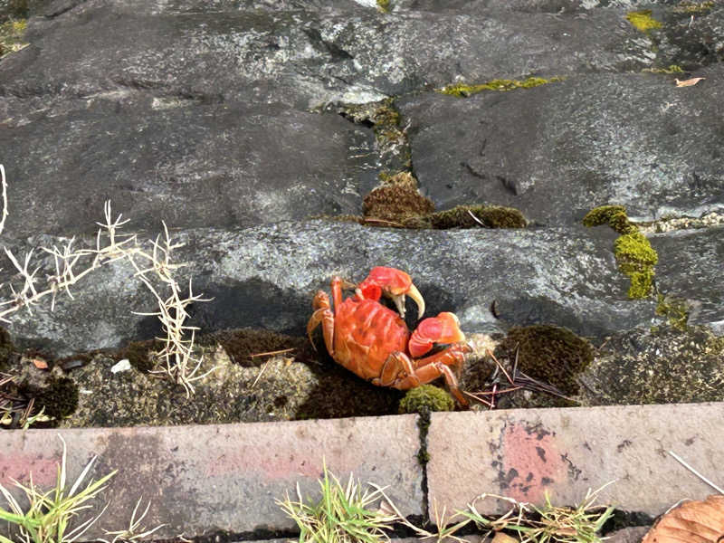 サウナって良いよね^ ^さんの湯の山温泉 希望荘のサ活写真