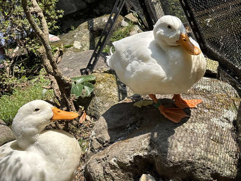 ささうな重🐶さんの箱根湯本温泉 天成園のサ活写真
