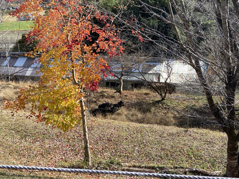 整いタイさんの美輝の里 スパー美輝のサ活写真