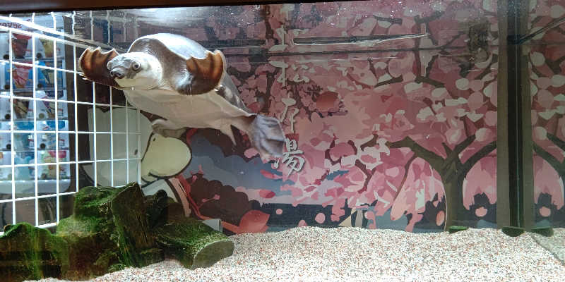 イスラボニータさんの松本湯のサ活写真