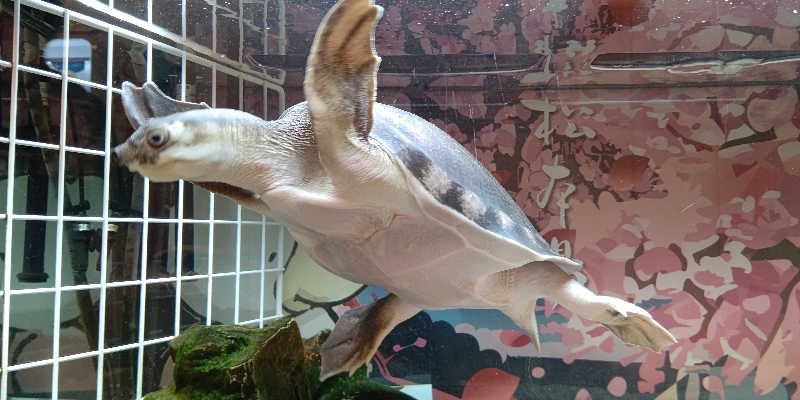 イスラボニータさんの松本湯のサ活写真