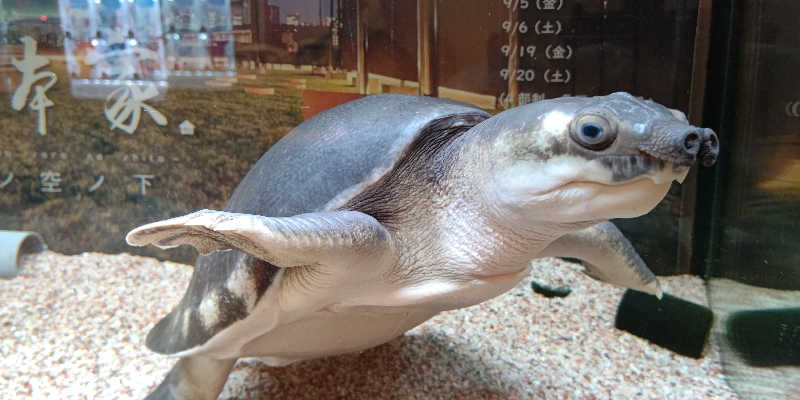 イスラボニータさんの松本湯のサ活写真