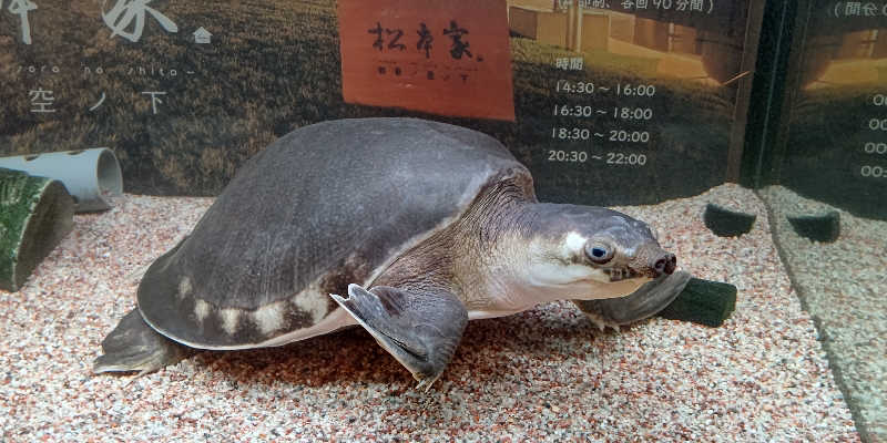 イスラボニータさんの松本湯のサ活写真