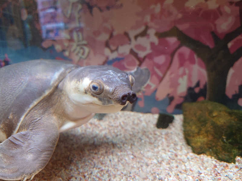 あひる🪿さんの松本湯のサ活写真