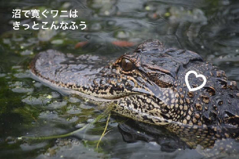 ワニ子さんの筑紫野 天拝の郷のサ活写真