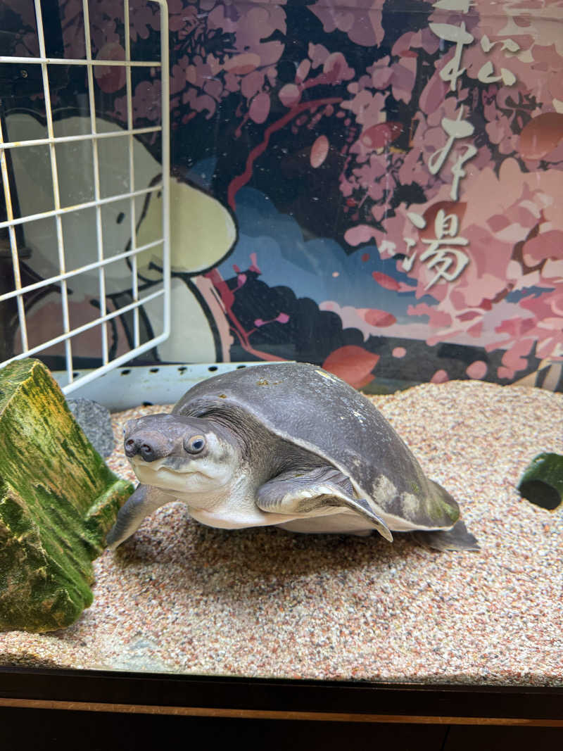 水風呂中毒さんの松本湯のサ活写真