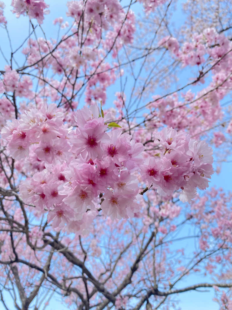 mikiさんの旅館三治郎のサ活写真