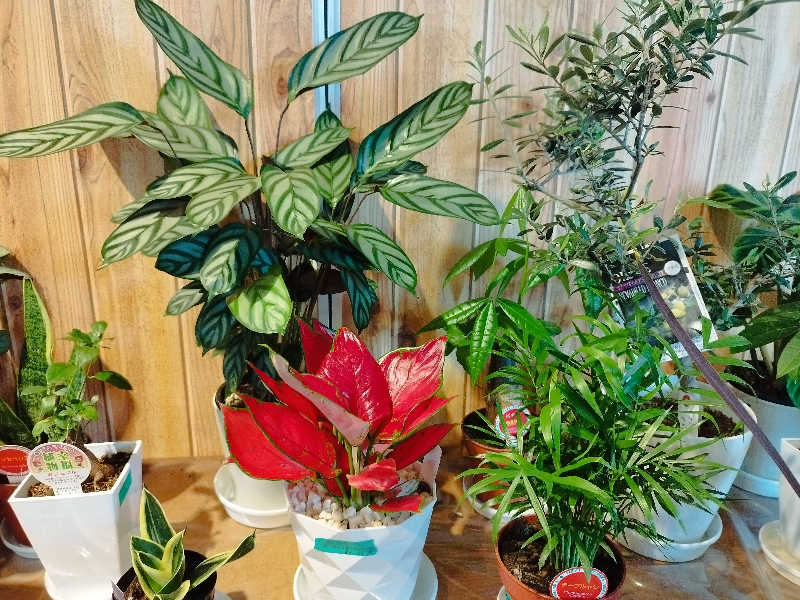 ひなこさんの雲海の里かもい岳のサ活写真