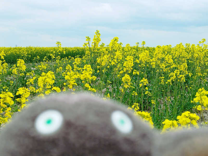 ひなこさんの妹背牛温泉ペペルのサ活写真