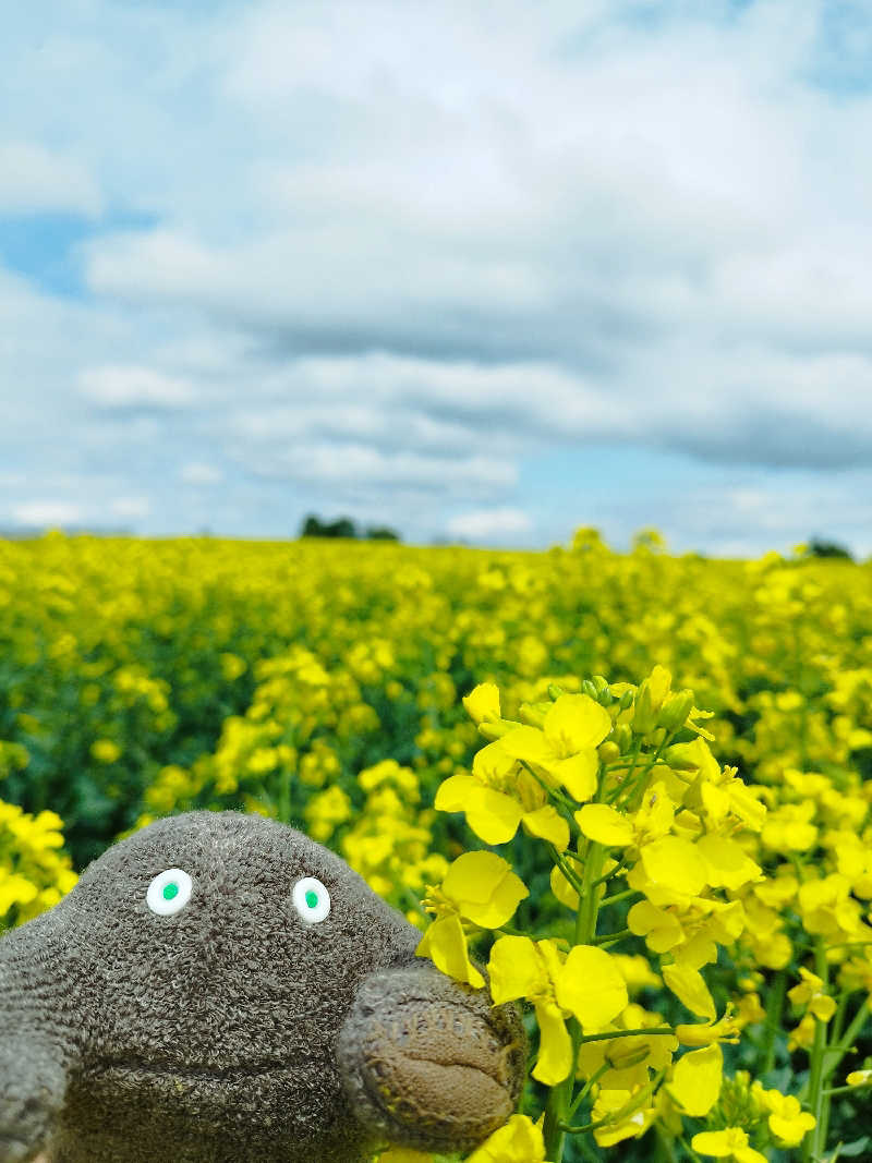 ひなこさんの雲海の里かもい岳のサ活写真