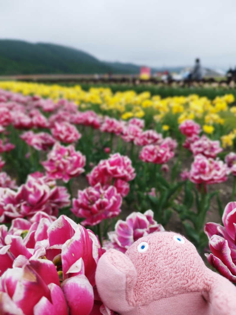 ひなこさんの道の駅 かみゆうべつ温泉チューリップの湯のサ活写真