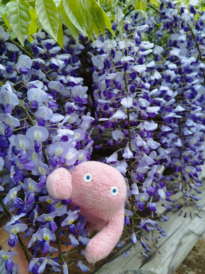 ひなこさんの日帰り入浴施設マウレ山荘ポッケの湯のサ活写真