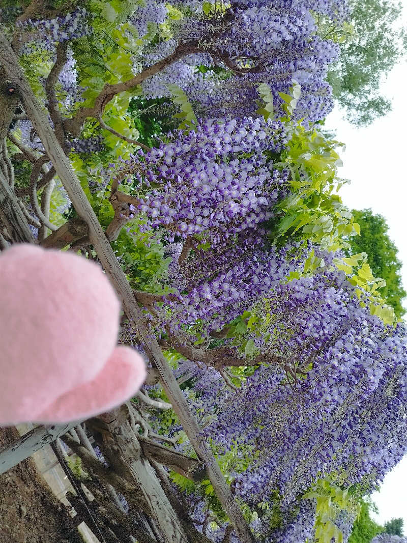 ひなこさんの日帰り入浴施設マウレ山荘ポッケの湯のサ活写真
