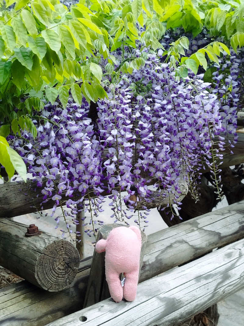 ひなこさんの日帰り入浴施設マウレ山荘ポッケの湯のサ活写真