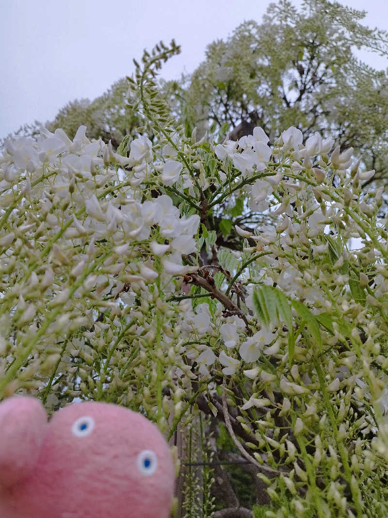 ひなこさんの日帰り入浴施設マウレ山荘ポッケの湯のサ活写真