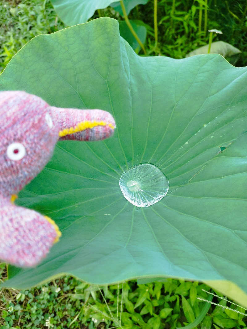 ひなこさんの妹背牛温泉ペペルのサ活写真