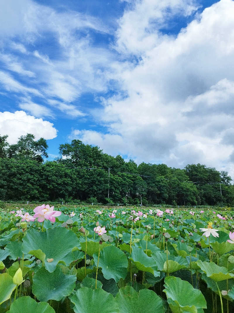 ひなこさんの妹背牛温泉ペペルのサ活写真