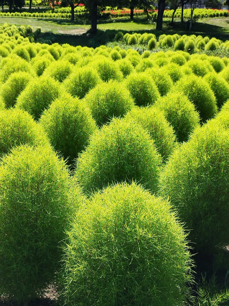 ひなこさんのシャトレーゼカントリークラブ 栗山のサ活写真