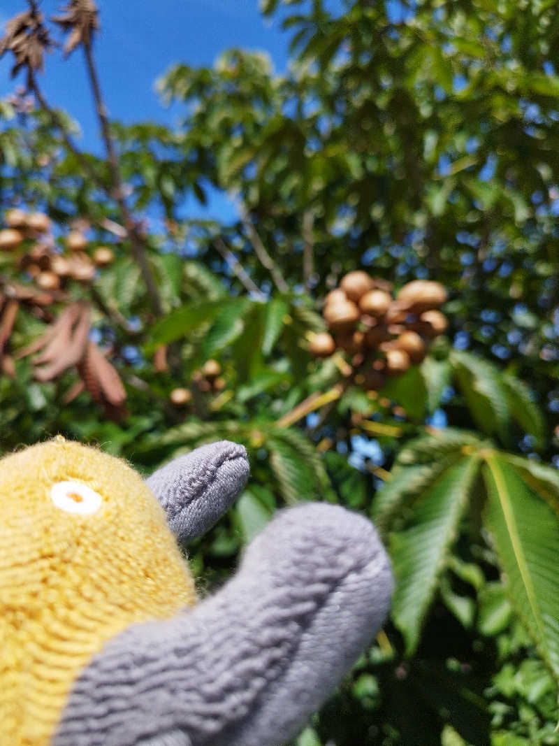 ひなこさんのシャトレーゼカントリークラブ 栗山のサ活写真