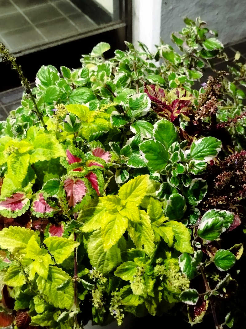 ひなこさんのチロルの湯のサ活写真