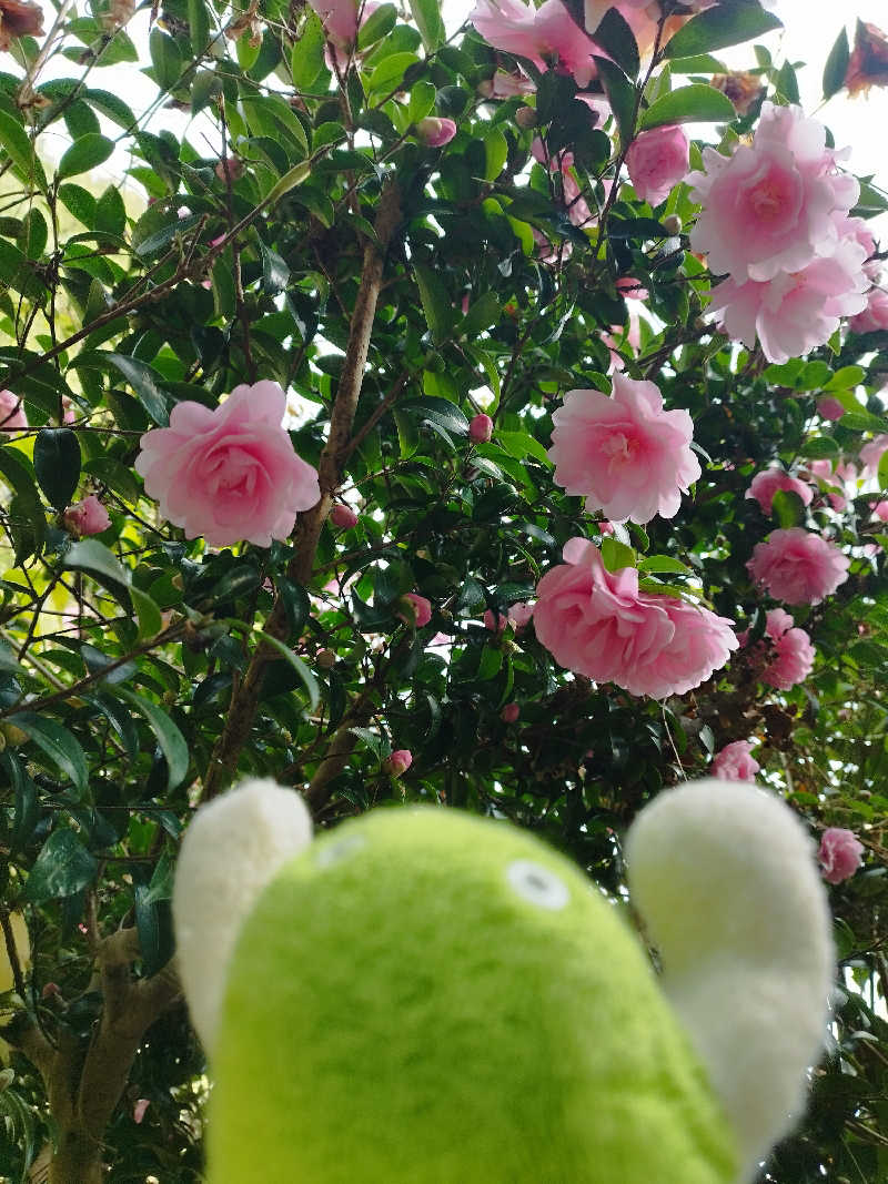 ひなこさんのume, yamazoeのサ活写真