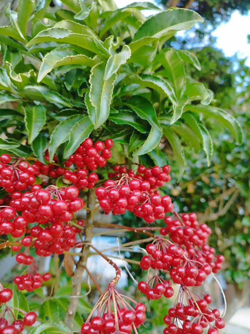 ひなこさんのume, yamazoeのサ活写真
