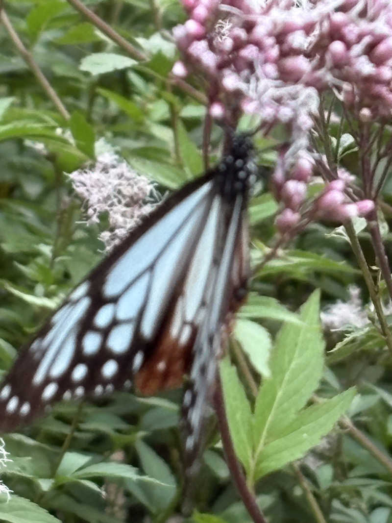 オノカンさんの山の中のバレルサウナ｢Tramonto｣のサ活写真