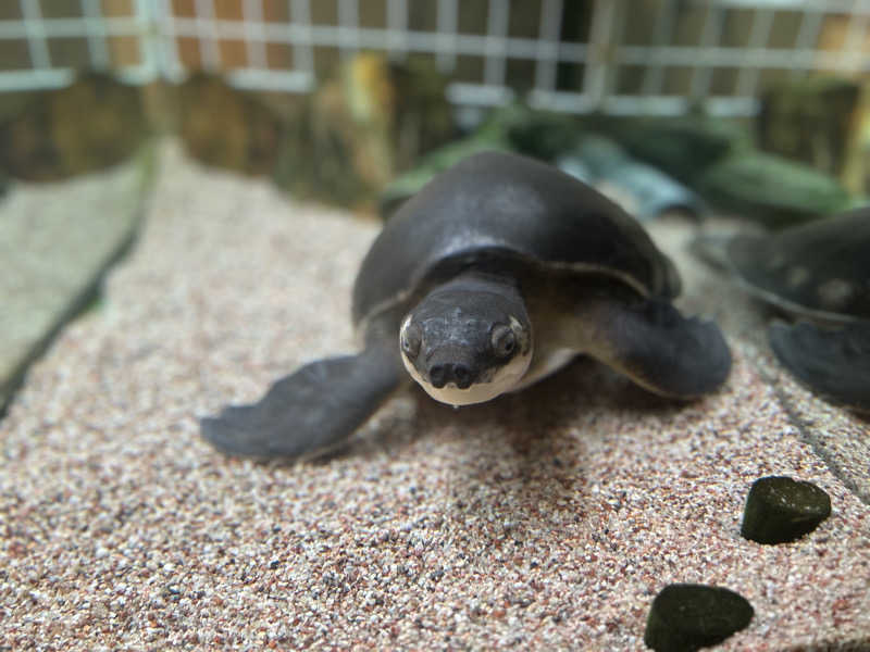 どねるさんの松本湯のサ活写真