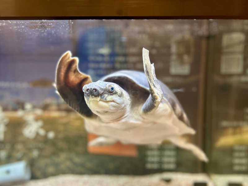 どねるさんの松本湯のサ活写真