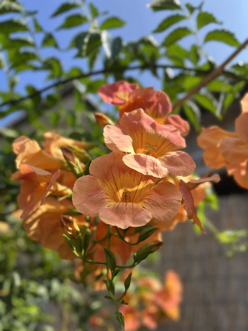けんさんの伊豆 今井浜温泉 今井荘のサ活写真