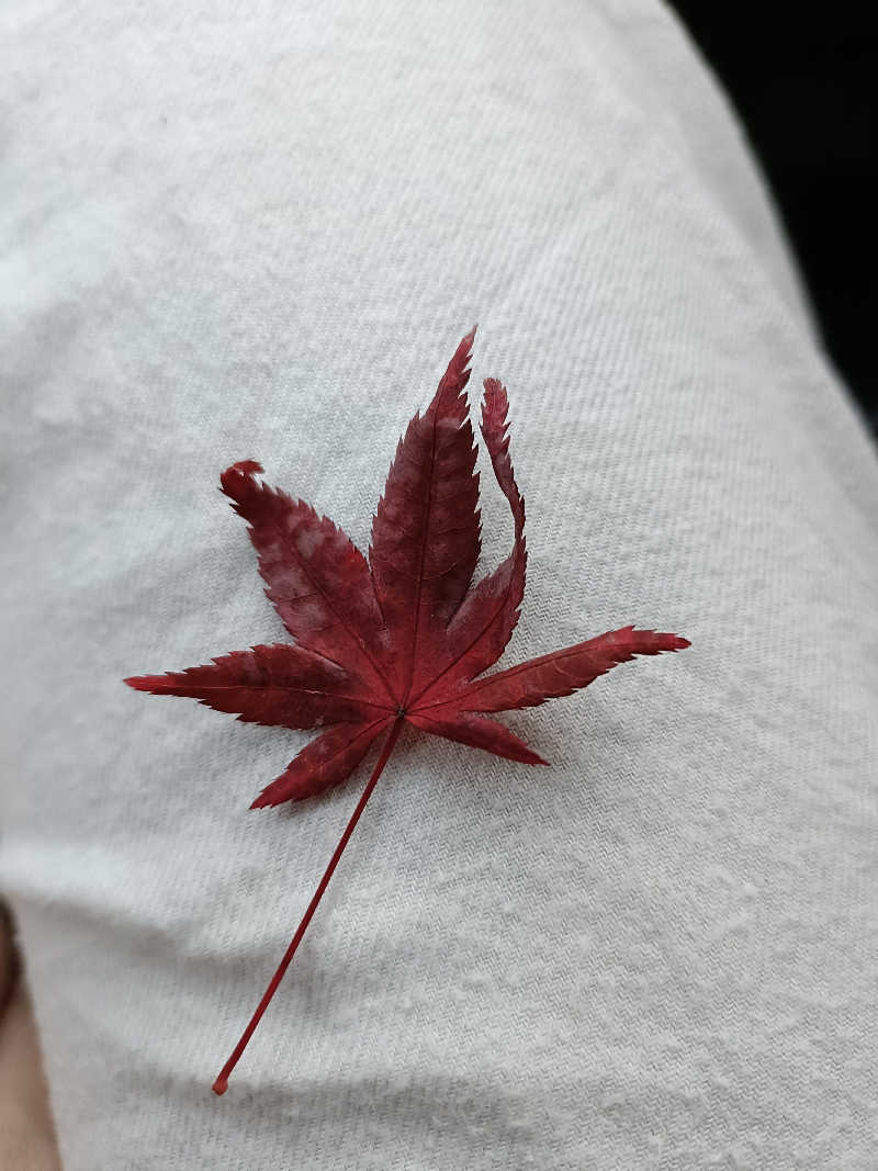 砂時計さんのみどり楽の湯のサ活写真