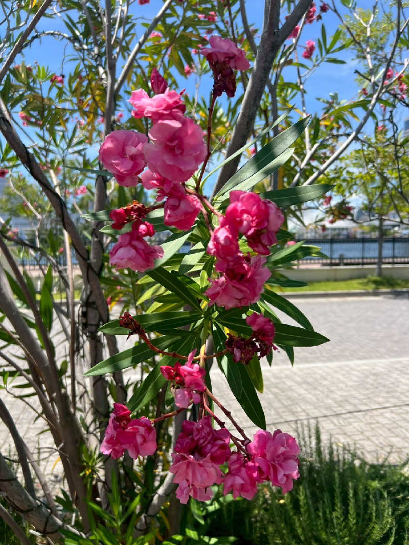 ryotaさんの神戸みなと温泉 蓮のサ活写真