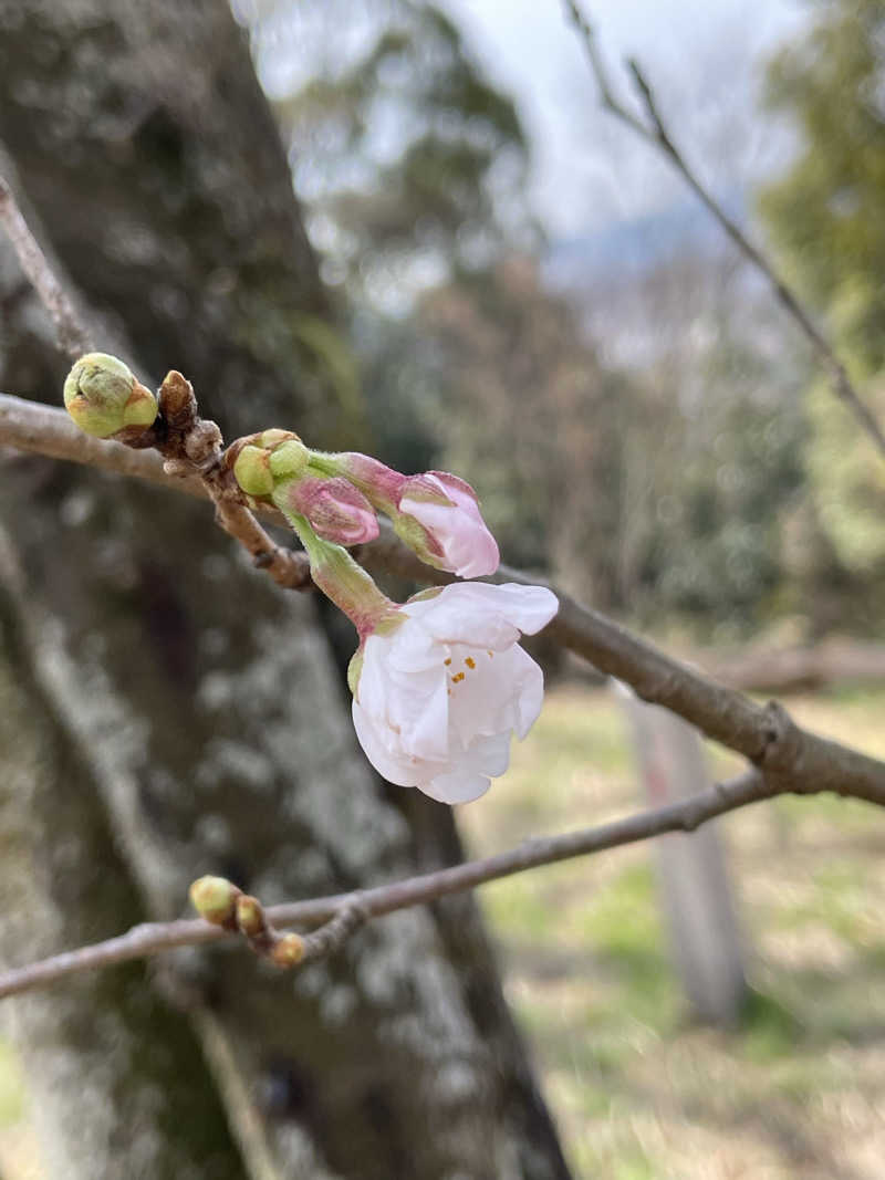 おじゅんさんの弘法の里湯のサ活写真